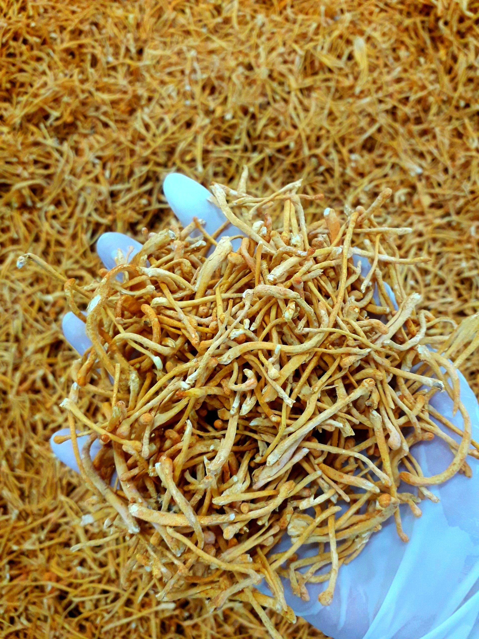 đông trùng hạ thảo sấy thăng hoa